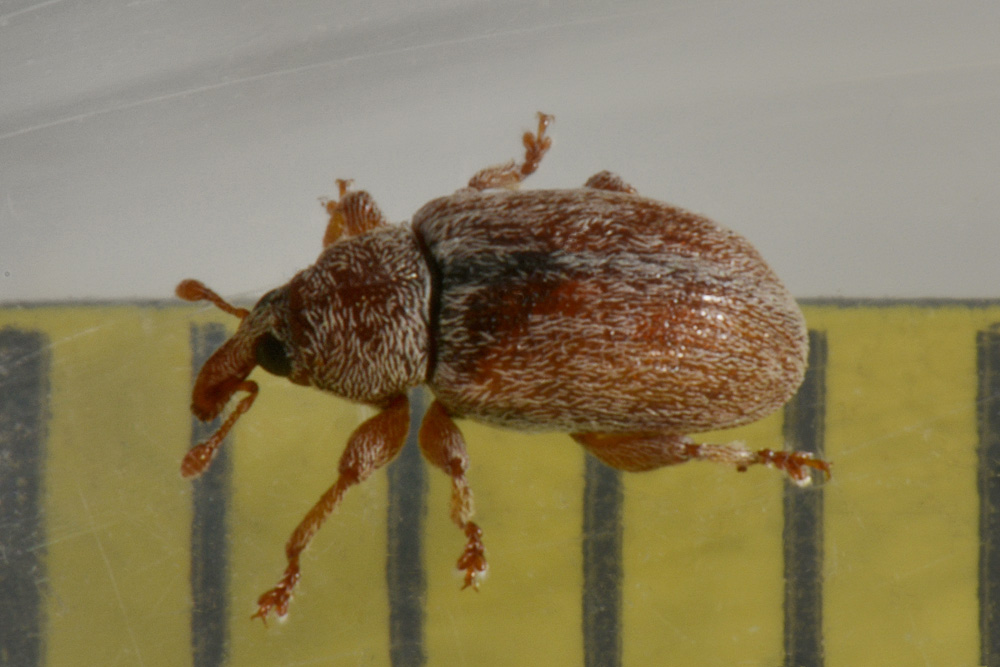 Curculionidae: Ellescus scanicus